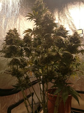 Growreport Bild 15