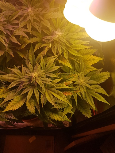 Growreport Bild 4