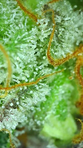 Growreport Bild 104