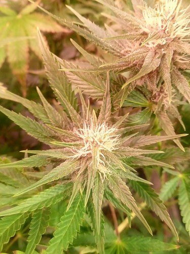 Growreport Bild 40