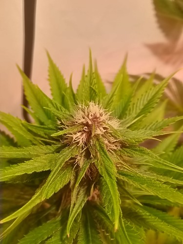 Growreport Bild 43