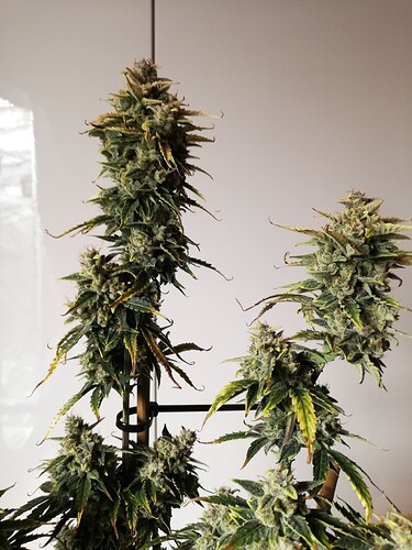 GG#1_240120-4