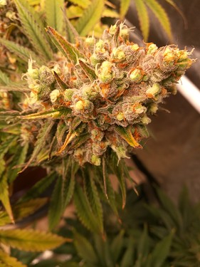Growreport Bild 17