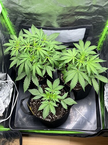 Growreport Bild 17