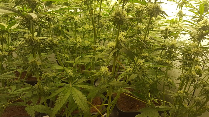 Growreport Bild 1