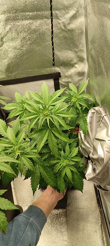 Growreport Bild 5