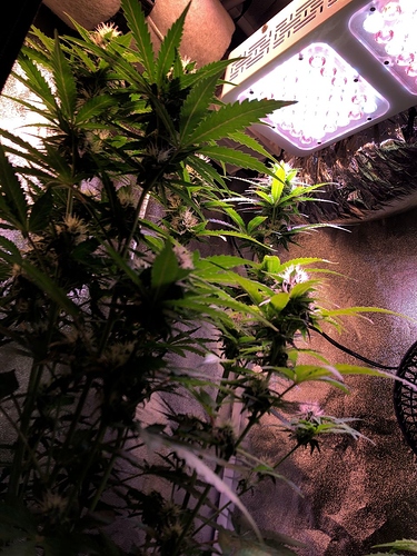 Growreport Bild 4