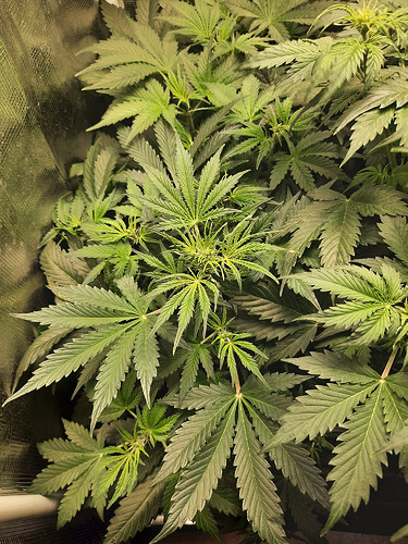 Growreport Bild 7