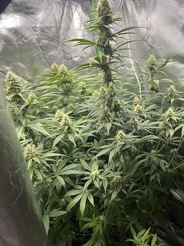 Growreport Bild 6