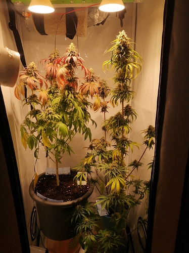 Growreport Bild 4
