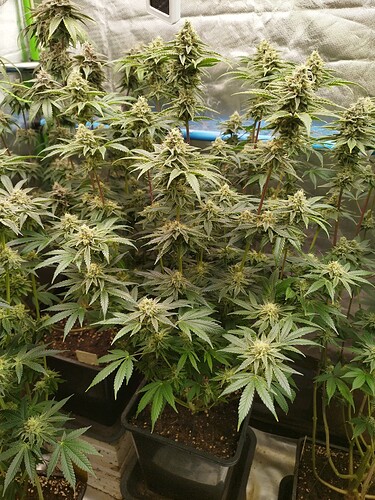 Growreport Bild 19