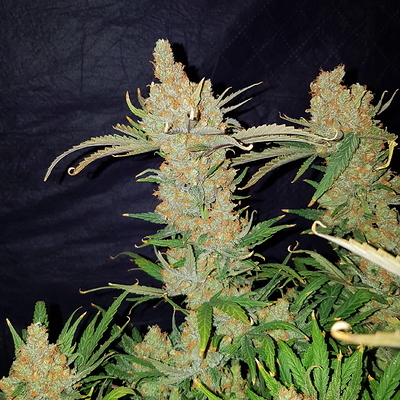 Growreport Bild 13