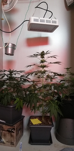 Growreport Bild 15