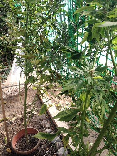 Growreport Bild 1