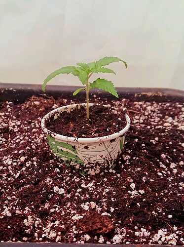 obscura1660941545561