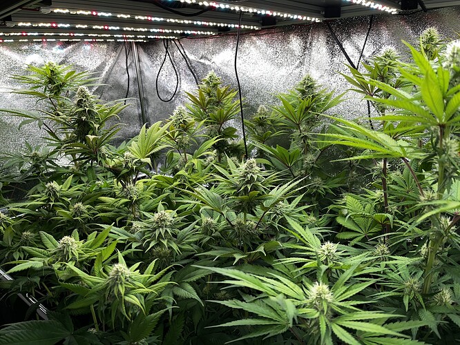 Growreport Bild 5