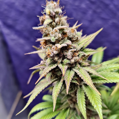 Growreport Bild 24