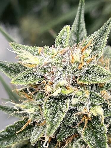 Growreport Bild 22