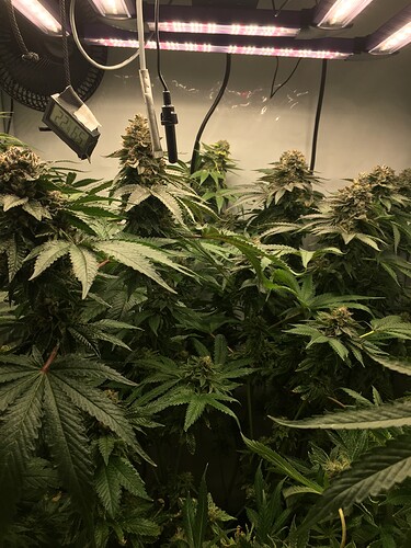 Growreport Bild 4