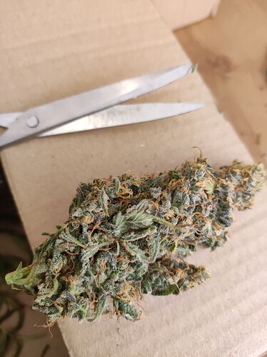 Growreport Bild 2
