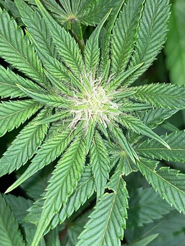 Growreport Bild 3