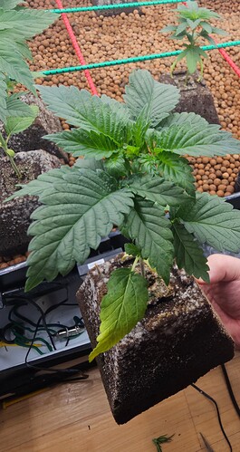 Growreport Bild 1
