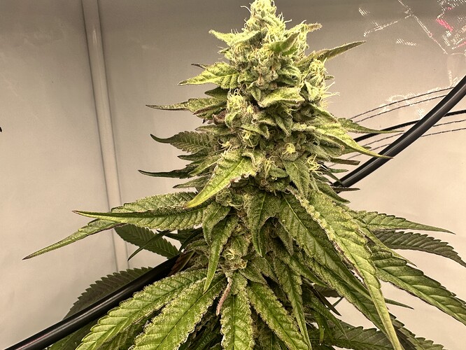 Growreport Bild 3