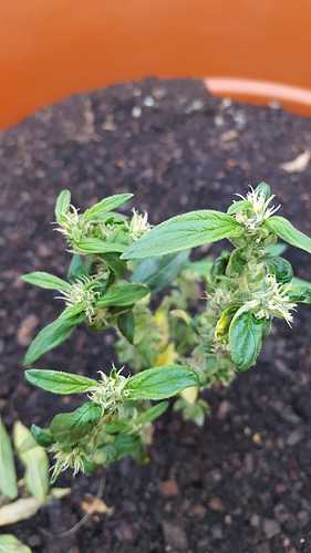 IMG-20210416-WA0010