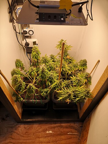 Growreport Bild 1