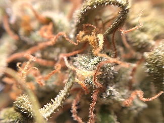 Growreport Bild 52