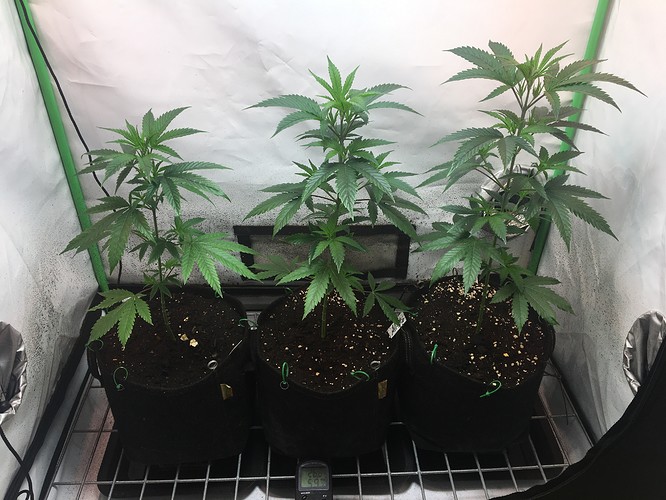 Growreport Bild 1