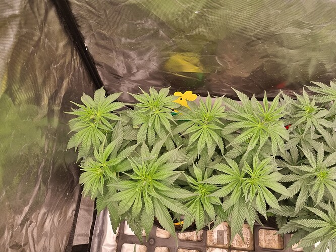 Growreport Bild 46