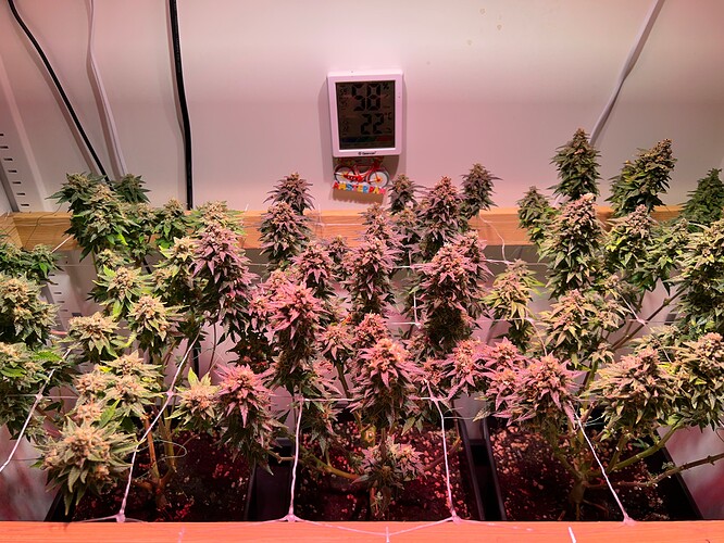 Growreport Bild 7