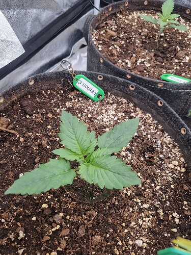 Growreport Bild 53