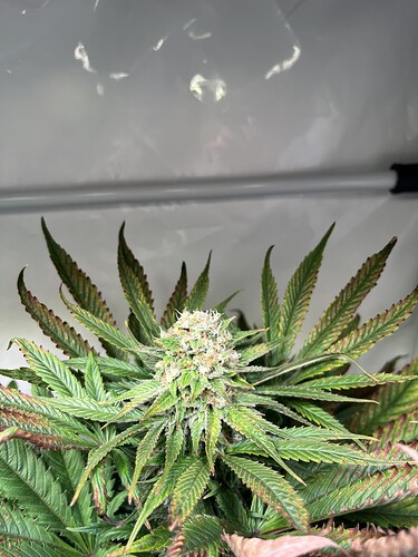 Growreport Bild 2