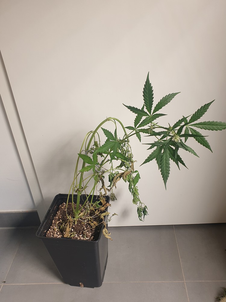(Final Update: 05/10 - Ertrag) 12/12fs Grow Report / 9 unterschiedliche Sorten / 60x60 / MH TSW2000