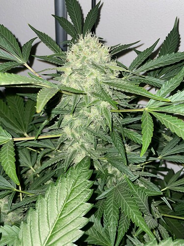 Growreport Bild 40