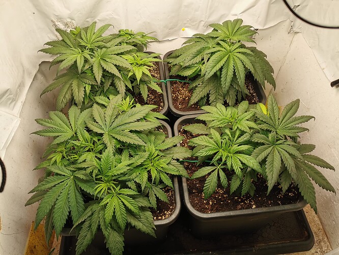 Growreport Bild 8