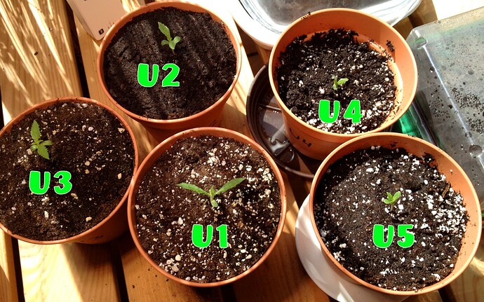 Growreport Bild 59