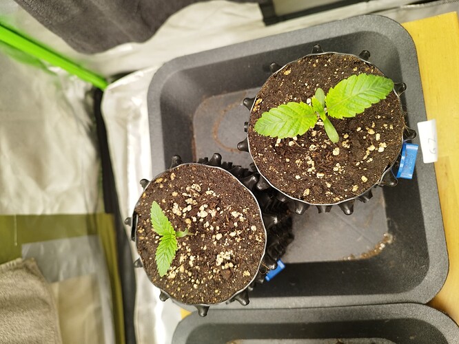 Growreport Bild 1