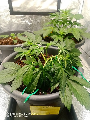 Growreport Bild 11