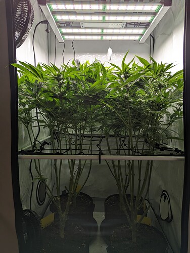 Growreport Bild 1