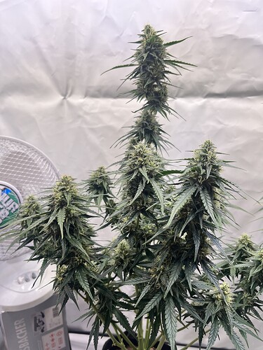 Growreport Bild 1