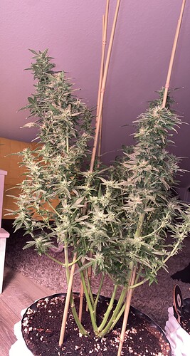 Growreport Bild 4