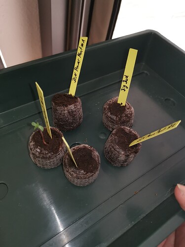Growreport Bild 84