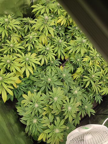 Growreport Bild 2