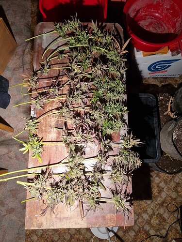 Growreport Bild 1