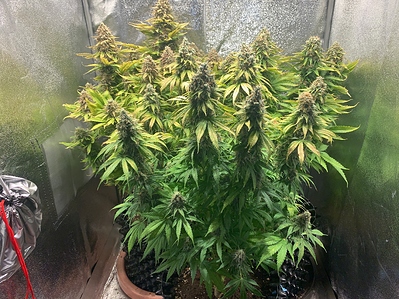 Growreport Bild 1