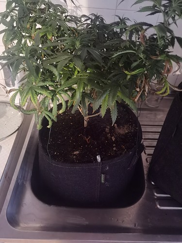 Growreport Bild 12