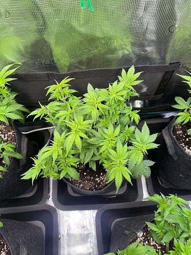 Growreport Bild 2